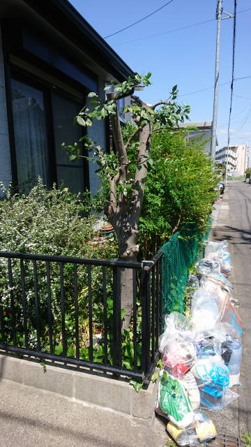 月桂樹の剪定 Nao庭 なおにわ 庭木の剪定 伐採 抜根 草刈でお困りの方